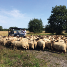 Eko schaap