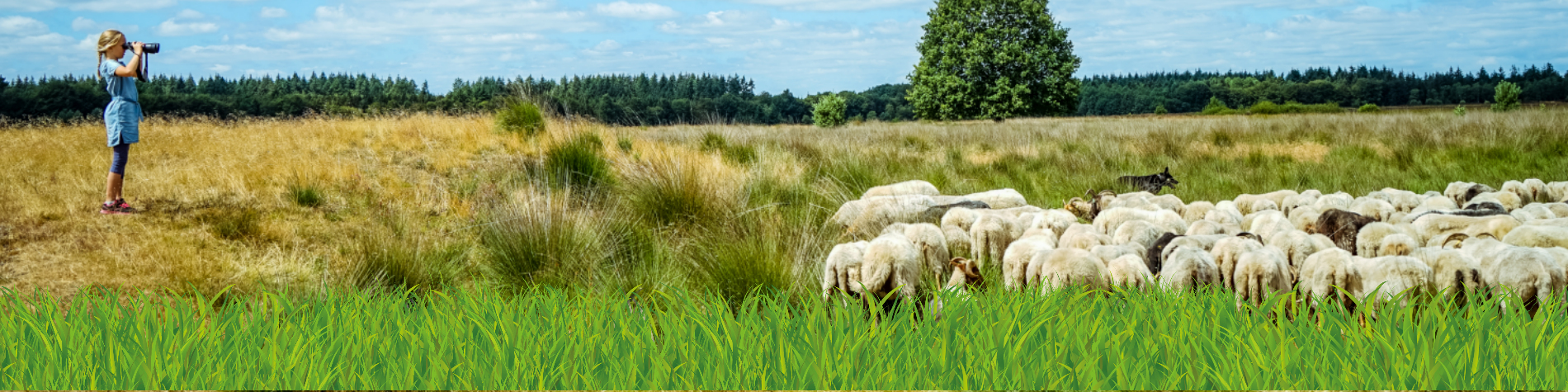 header drents heideschaap Drents heideschaap excursie